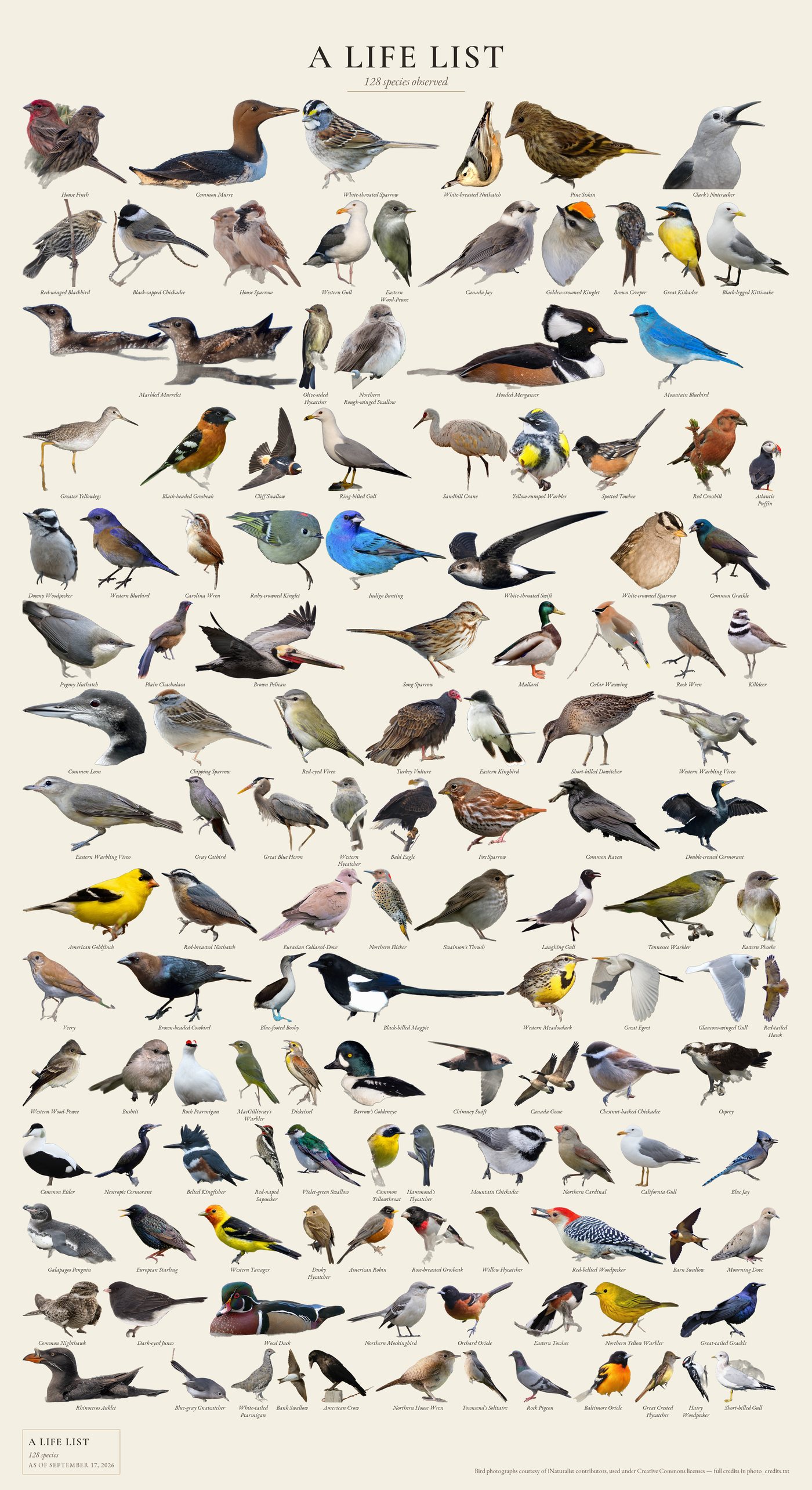 Finn's full life list poster showing 128 bird species
