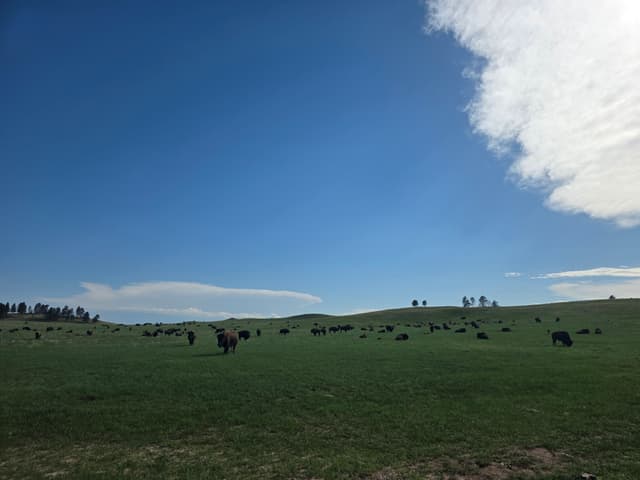A herd of bison grazing on open prairie