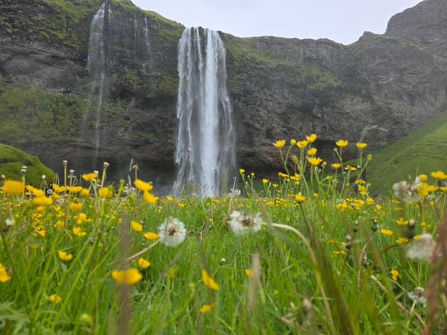Seljalandsfoss falling behind a field of buttercups