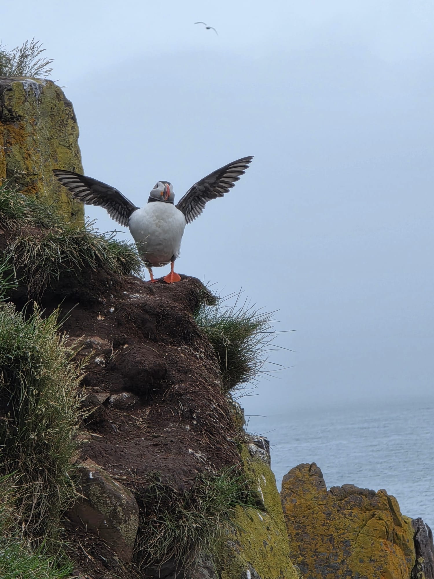 An Atlantic Puffin with wings spread on a cliff edge