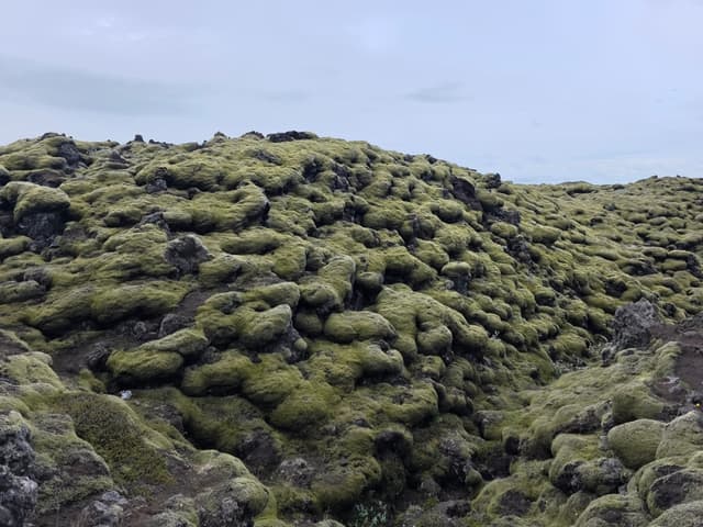A lava field blanketed in thick green moss