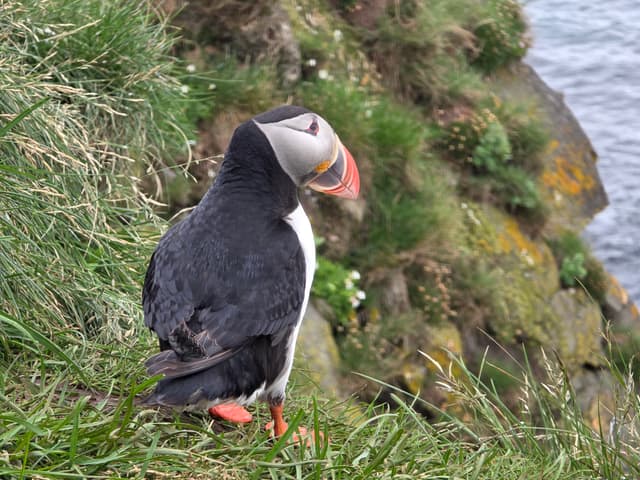 An Atlantic Puffin standing on a grassy cliff edge