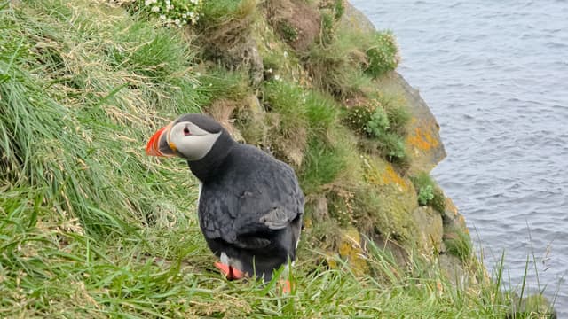 An Atlantic Puffin in the grass above the sea
