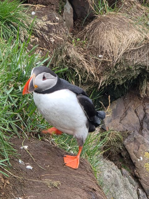 An Atlantic Puffin mid-step on a rocky ledge