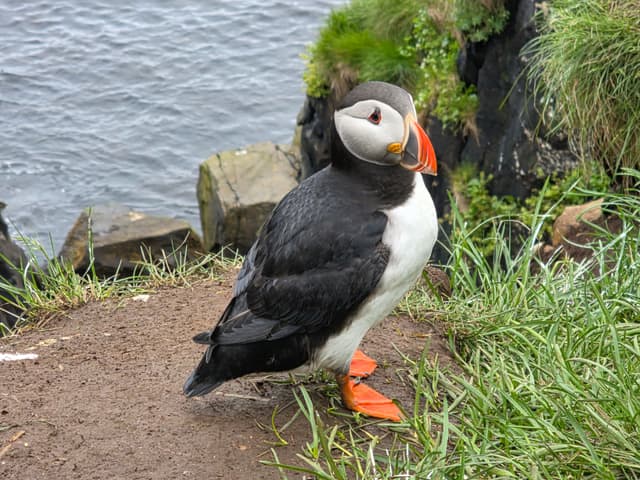 A close view of an Atlantic Puffin on a dirt path by the sea