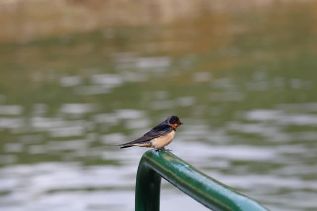 A Barn Swallow perched on a green boat railing