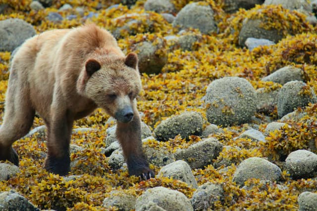A grizzly bear walking over seaweed-covered rocks