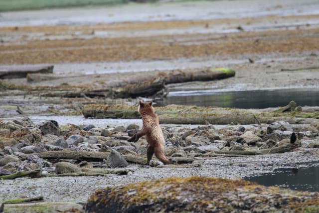 A grizzly standing on its hind legs on the tide flats