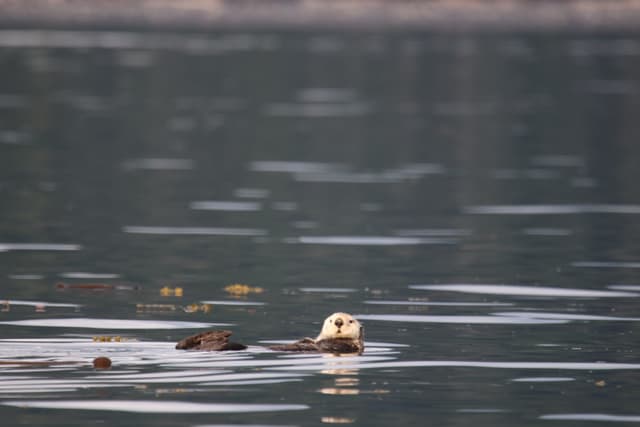 A sea otter floating on its back