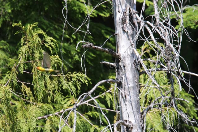 A Western Tanager among cedar branches