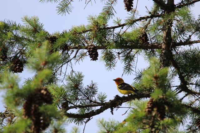 A Western Tanager perched among pine cones