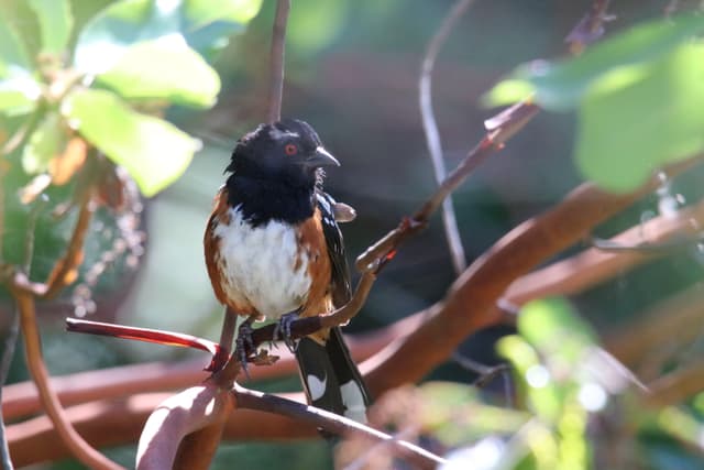 A Spotted Towhee perched on a red arbutus branch