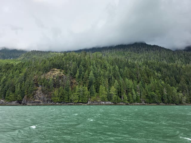 A forested shoreline under low clouds