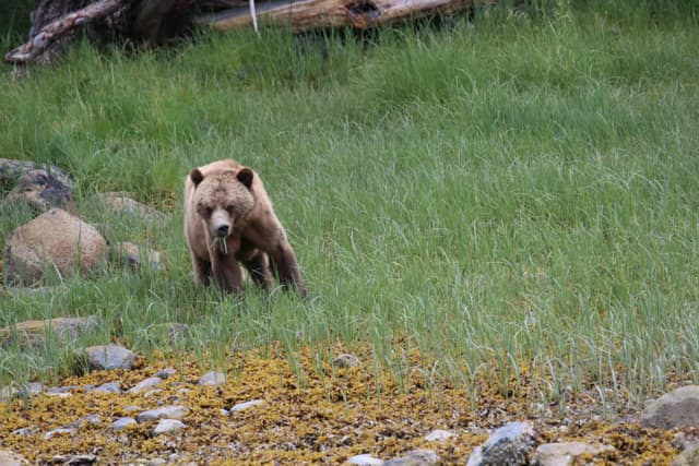 A grizzly bear walking through a grassy estuary