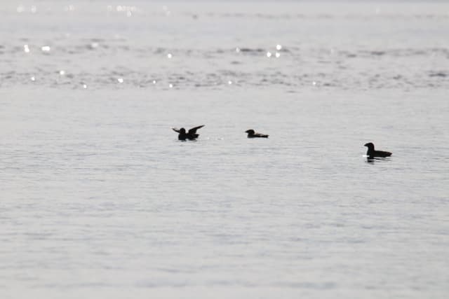 Three dark seabirds resting on silvery water