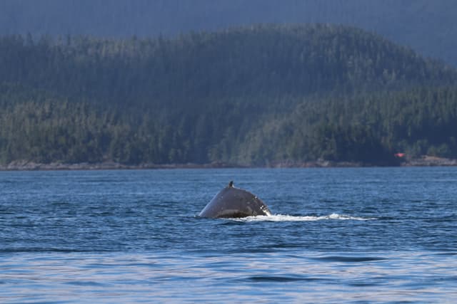 A humpback whale’s back breaking the surface