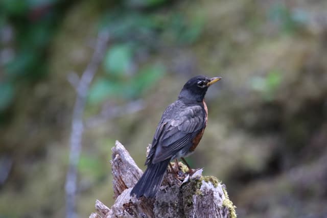 An American Robin perched on a broken stump