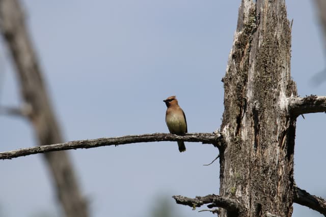 A Cedar Waxwing on a dead branch