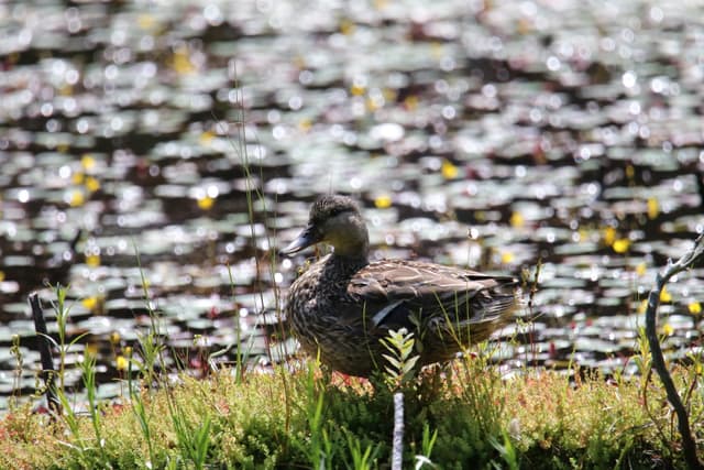 A female Mallard resting at the edge of a pond