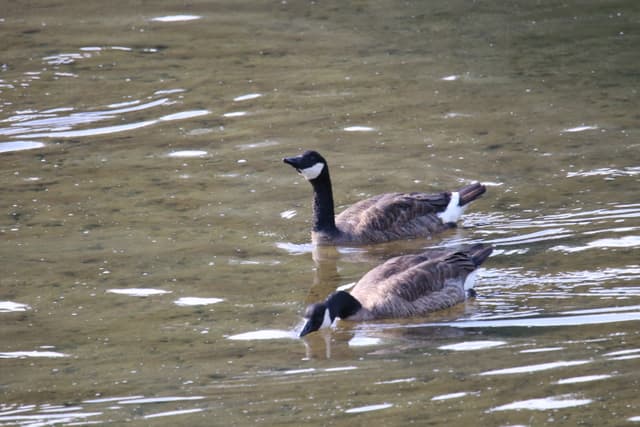 Two Canada Geese swimming in a shallow river