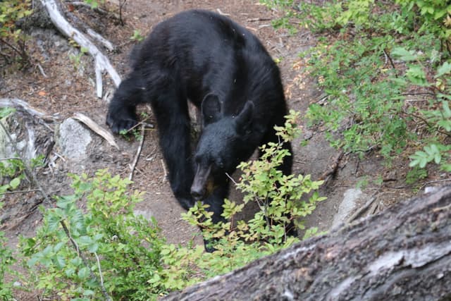 A black bear nosing through the brush