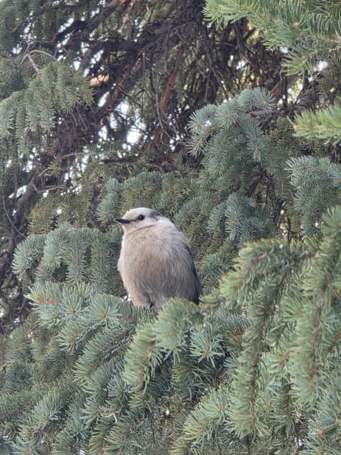 A grey and white Canada Jay perched in a spruce