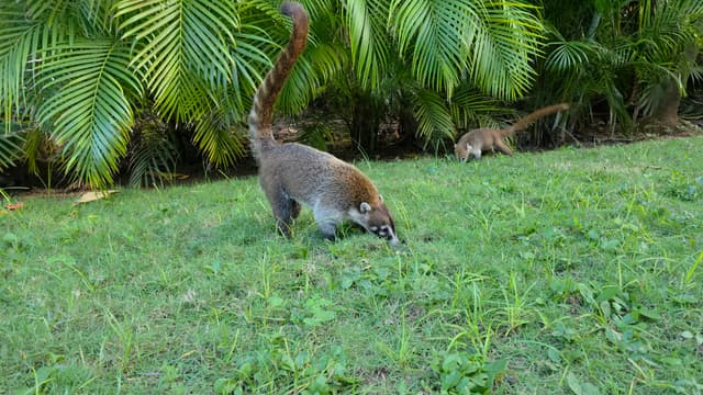Two coatis rooting in the grass under palm fronds