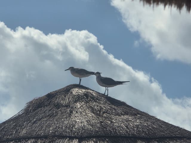 Two terns perched on the peak of a thatched palapa roof