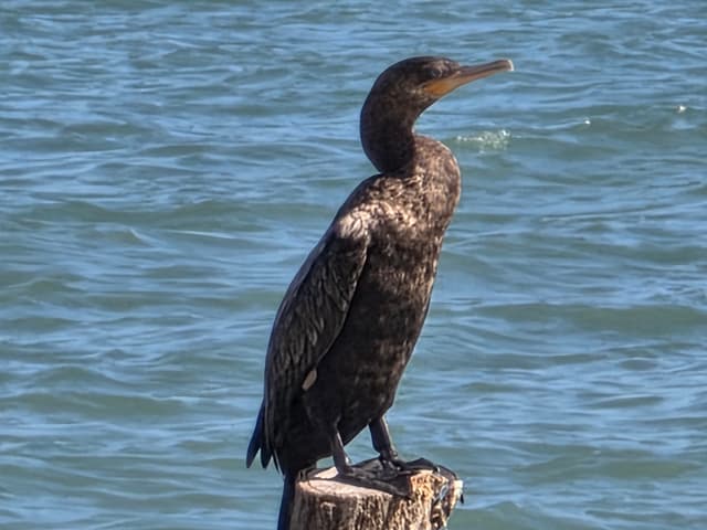 A Neotropic Cormorant perched on a post above choppy water